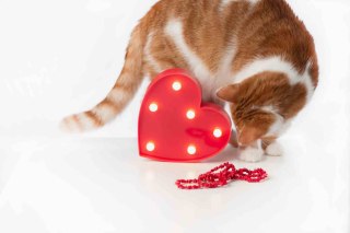 Lampka CZERWONE SERCE LED dekoracja świetlna na komodę regał do sesji zdjęciowych - E-Light